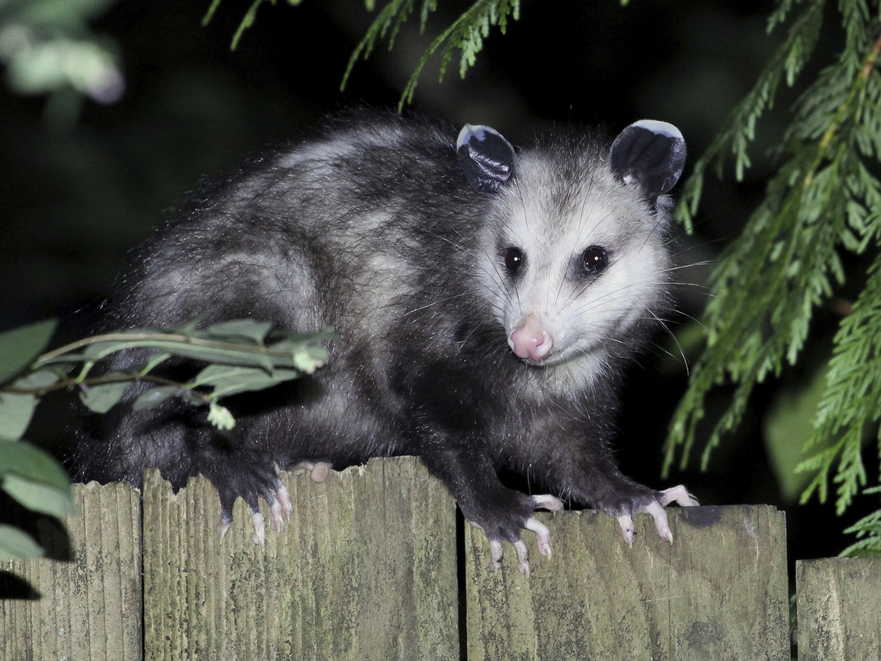 Pest Control For Possums: Opossum Control Minnesota