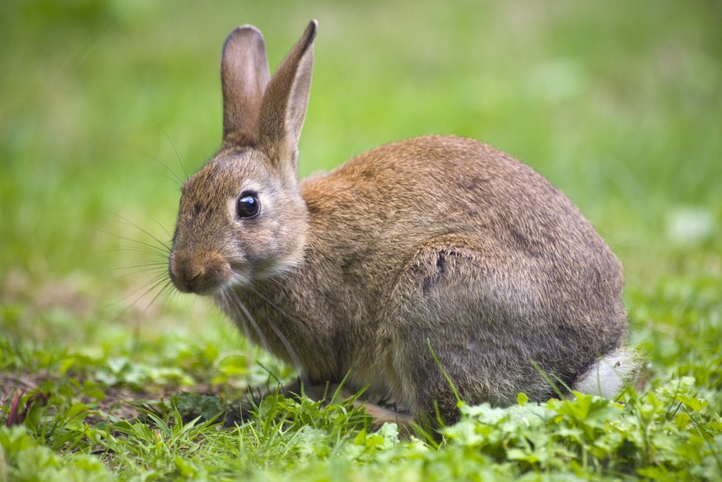 Rabbit Control: Rabbit Pest Control & Removal Service